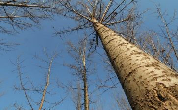 白杨沟作文参考7篇