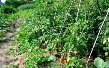 逛菜园教案精选5篇