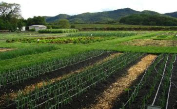 菜园里的歌教案7篇