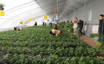 采摘活动总结8篇