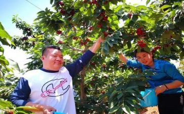 采摘活动总结6篇