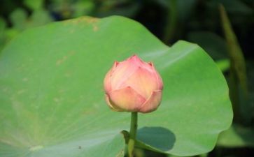 成长心得作文精选7篇