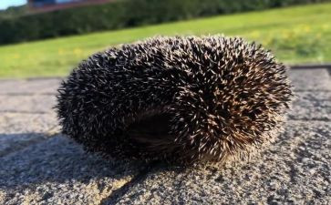 小刺猬搬果果教案5篇