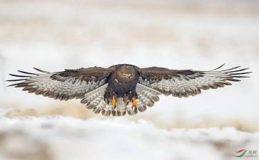 《羚羊木雕》读后感6篇