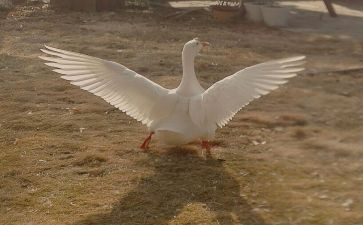 《野天鹅》读后感推荐5篇(《野天鹅》：五篇读后感推荐)