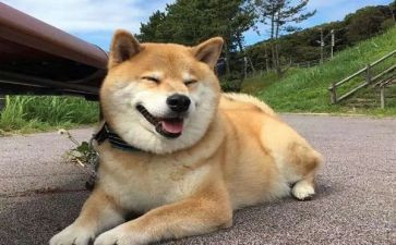 小狗的房小房子读后感模板5篇