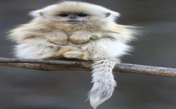 小猴子读后感7篇