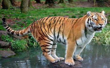 讲老虎的作文最新8篇