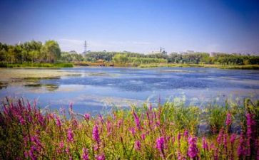 描写环境作文最新5篇