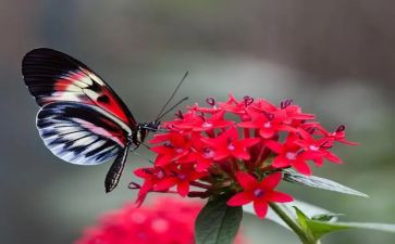 大班音乐《蝴蝶花》教案8篇