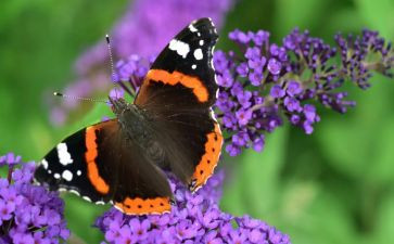 大班音乐《蝴蝶花》教案6篇