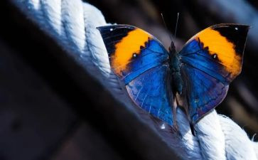 《三只蝴蝶》教案8篇