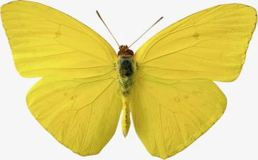 花蝴蝶大班教案5篇