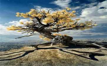 我坚强作文500字8篇