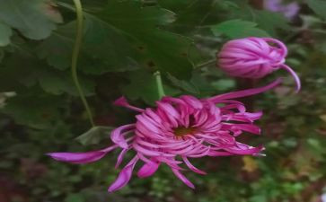 菊与刀读后感1000字优质5篇