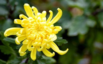 菊与刀读后感2000字参考6篇