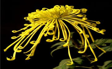 菊与刀读后感1500字参考8篇