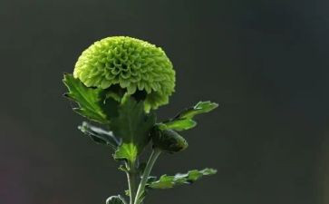 菊与刀读后感2000字精选8篇