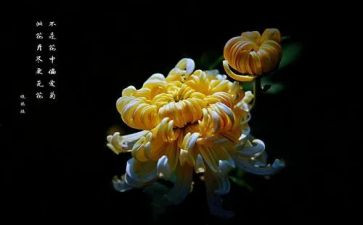 菊与刀读后感2000字优质5篇