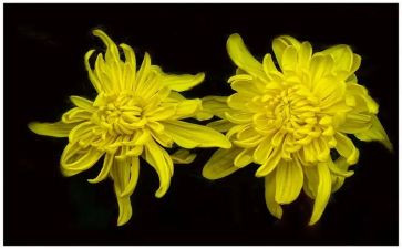 菊与刀读后感1000字5篇