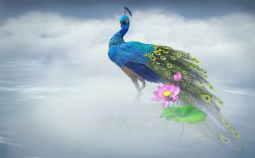《骄傲的孔雀》读后感最新7篇(《孔雀之骄傲：七篇读后感》)