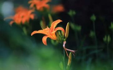 苦难高中作文模板7篇