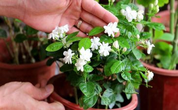 茉莉花二教案6篇