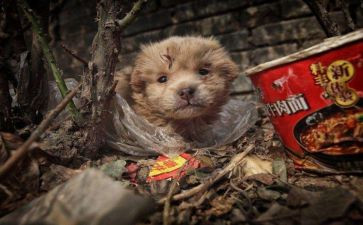 流浪的云作文最新5篇