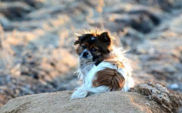 苦儿流浪流浪记读后感8篇