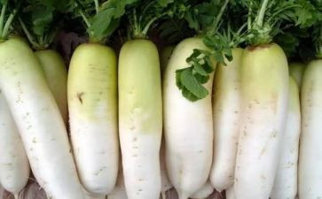 拔萝卜拔萝卜教案精选8篇