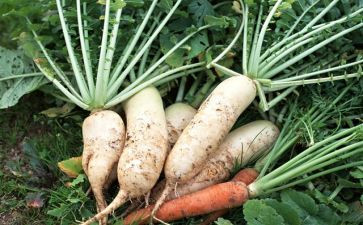 幼儿园小班送萝卜教案7篇