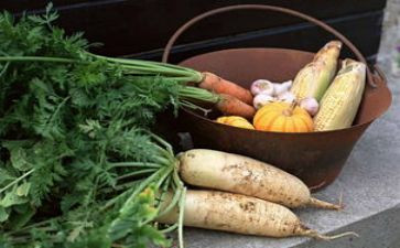 幼儿园大萝卜教案6篇