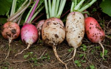 小兔种萝卜教案8篇