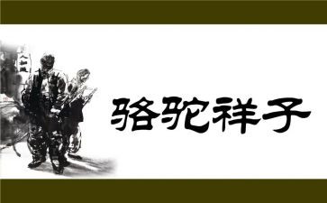 骆驼详子的读后感优秀7篇