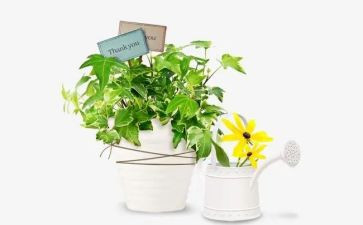 小绿人读后感6篇