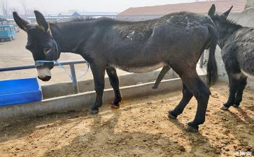 猫头鹰和驴的读后感7篇