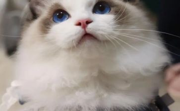 猫和老鼠读后感8篇