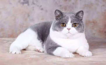 爱看书的猫读后感5篇