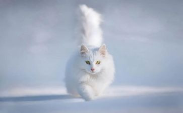 猫先生教作文读后感7篇