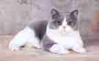 爱看书的猫读后感5篇