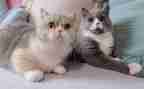 小猫的故事教案6篇