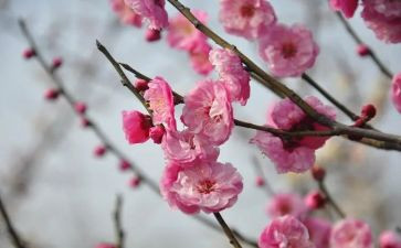 丁立梅读后感6篇