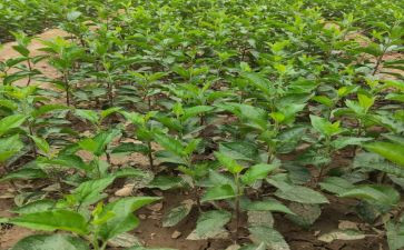 苗木采购合同精选8篇