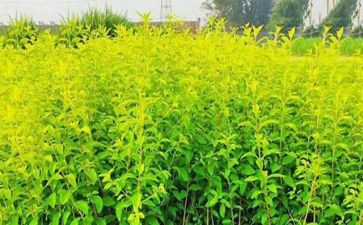 苗木采购合同5篇