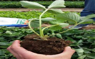 苗木采购合同推荐5篇