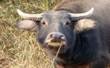 2024牛年演讲稿7篇