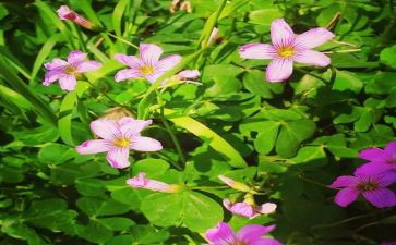 2024大班四月份工作总结推荐6篇