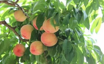 画桃子的教案8篇