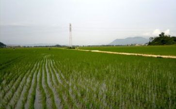 《麦田里的守望者》读后感7篇