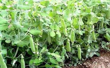 豌豆上的公主的读后感6篇